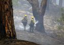 Tamarack Fire
