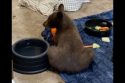 Bear cub Tamarack at rescue center