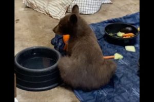 Bear cub Tamarack at rescue center