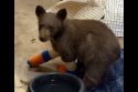 Bear cub Tamarack before he escaped the wildlife rescue center in South Lake Tahoe