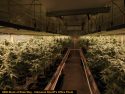 Grow site raided in Calaveras County