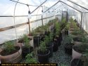 Grow site raided in Calaveras County