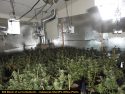 Grow site raided in Calaveras County