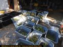 Grow site raided in Calaveras County