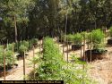 Grow site raided in Calaveras County
