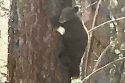 Tamarack spotted clinging to a tree in Tahoe area