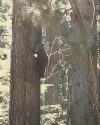 Tamarack spotted clinging to a tree in Tahoe area