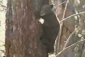 Tamarack spotted clinging to a tree in Tahoe area