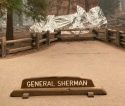 General Sherman Tree