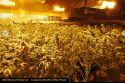 Illegal pot grow bust in Calaveras County