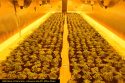 Illegal pot grow bust in Calaveras County