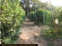 Illegal pot grow bust in Calaveras County
