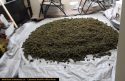 Illegal pot grow bust in Calaveras County