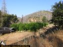Illegal pot grow bust in Calaveras County