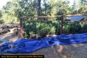 Illegal pot grow bust in Calaveras County