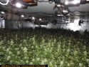Illegal pot grow bust in Calaveras County