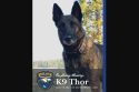 K9 Thor laid to rest