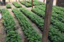 Pot plants seized by CCSO