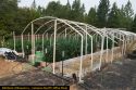 Pot plants seized by CCSO