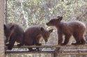 Three rescued bear cubs