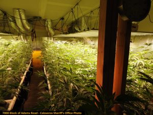 First Half Of October Calaveras Marijuana Busts
