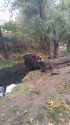 Fallen Willow tree at Woods Creek Rotary Park