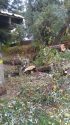 Fallen Willow tree at Woods Creek Rotary Park