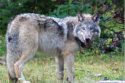 Gray wolf