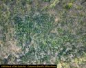 Marijuana illegal grow site in Calaveras County