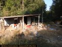 Marijuana illegal grow site in Calaveras County
