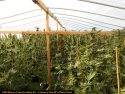 Marijuana illegal grow site in Calaveras County