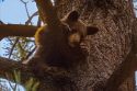 Possible Tamarack Fire burned bear cub found in tree