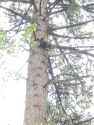 Possible Tamarack Fire burned bear cub found in tree