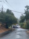 Tree down on Forest Road in Sonora