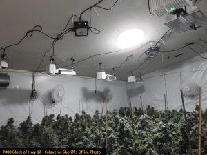 Calaveras Marijuana Enforcement Unit Staying Busy