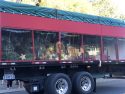 U.S. Capitol Christmas Tree in Sonora