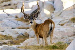 Buck in Yosemite