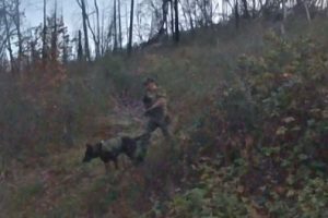 CCSO deputy and K9 searching for the suspect