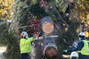 Capitol Christmas Tree arrives in Washington D.C.