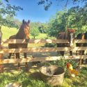 Chester & Push Horse Rescue