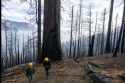 Fire damage to Giant Sequoias in Sequoia and Kings Canyon National Parks