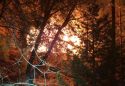 Phoenix Lake Fire