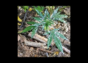 Marijuana Grow in Sierra National Forest