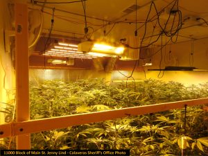 Calaveras Marijuana Bust At Former Fire Station