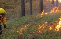 Prescribed burning