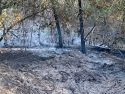 Groveland vegetation fire