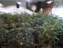 Illegal grow bust by CCSO in Valley Springs