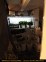 Illegal grow bust by CCSO in Valley Springs