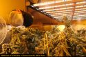 Illegal grow bust by CCSO in Valley Springs