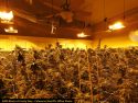 Illegal grow bust by CCSO in Valley Springs